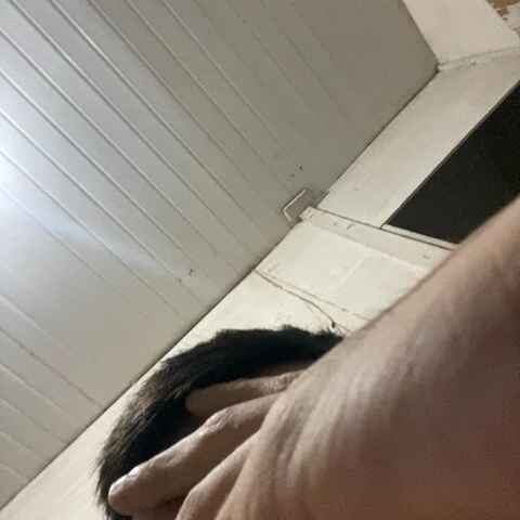 Tesaonoturno