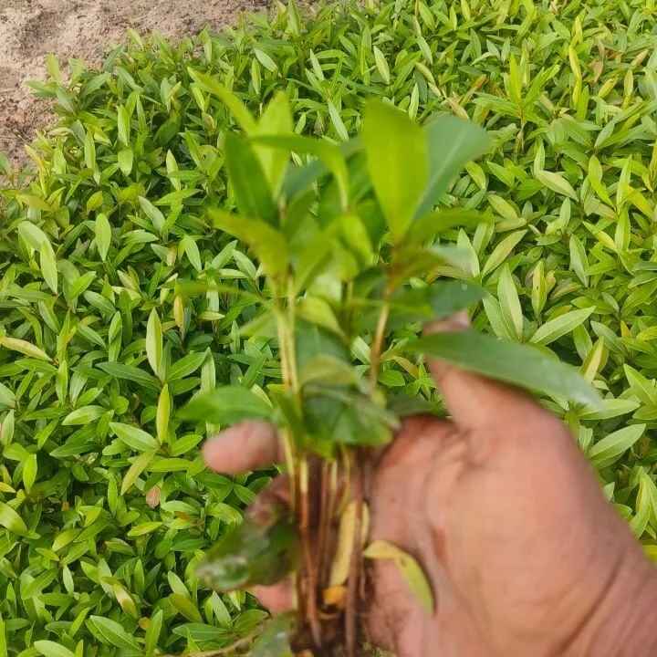 Jyoti_telugu