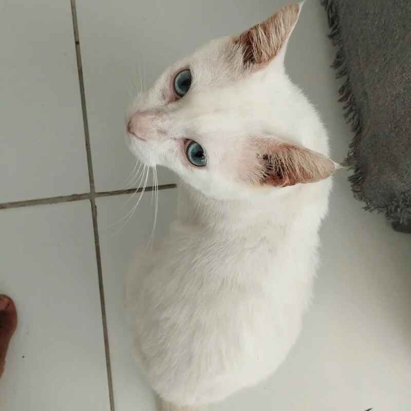 Mau1Mau