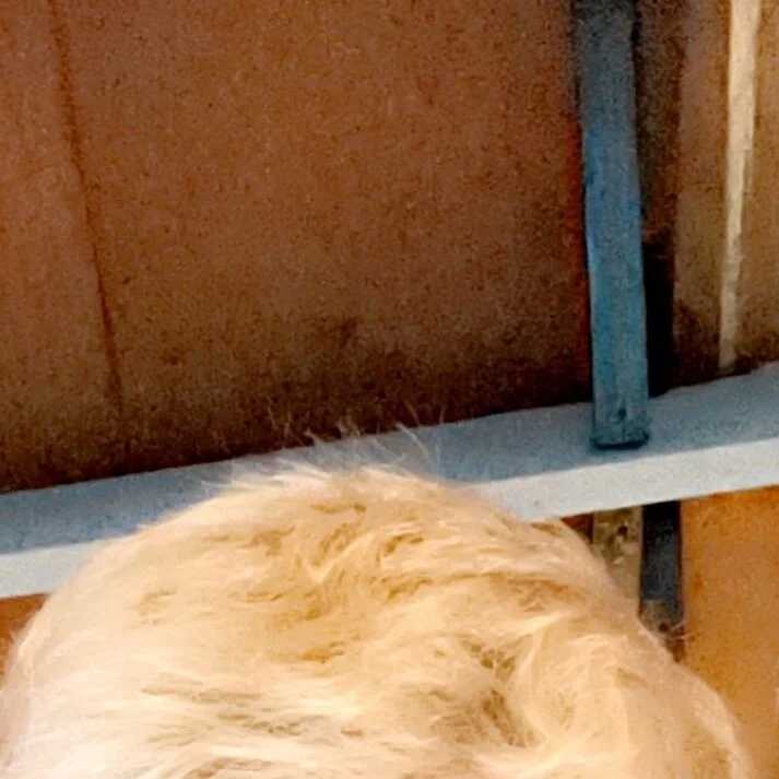blondeandthick — FansOnlyX creator profile